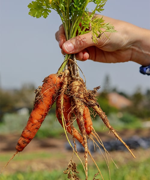 New Crop Development